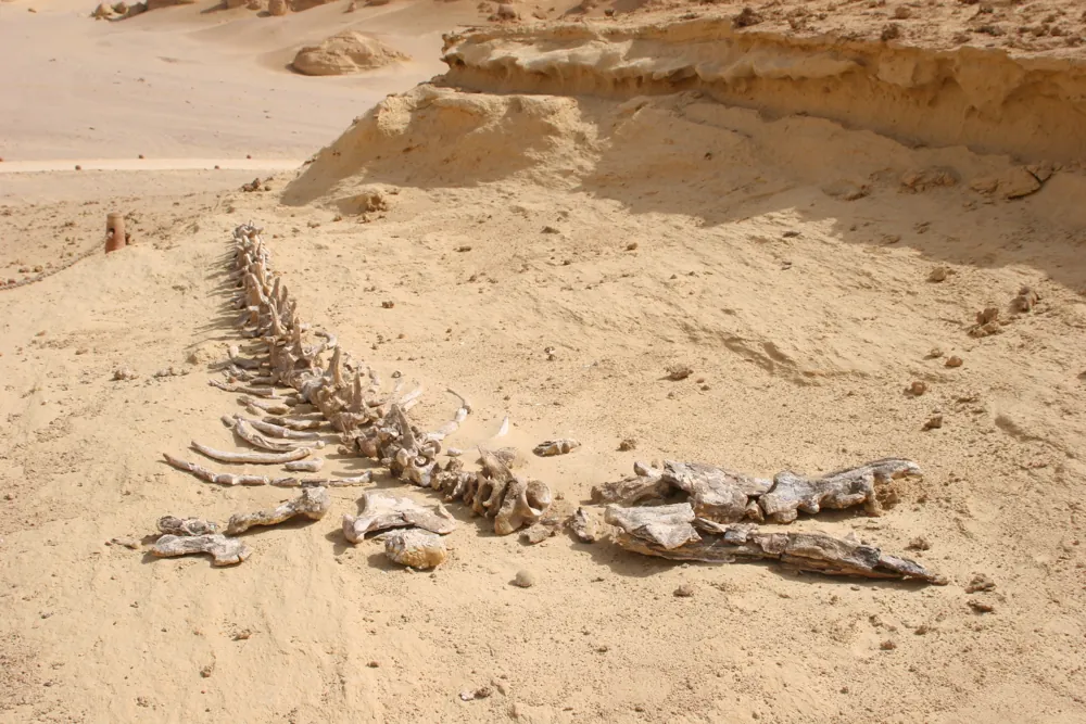 Wadi al-Hitan (Valley of the Whales)