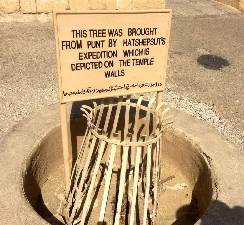 Hatshepsut's Myrrh Tree